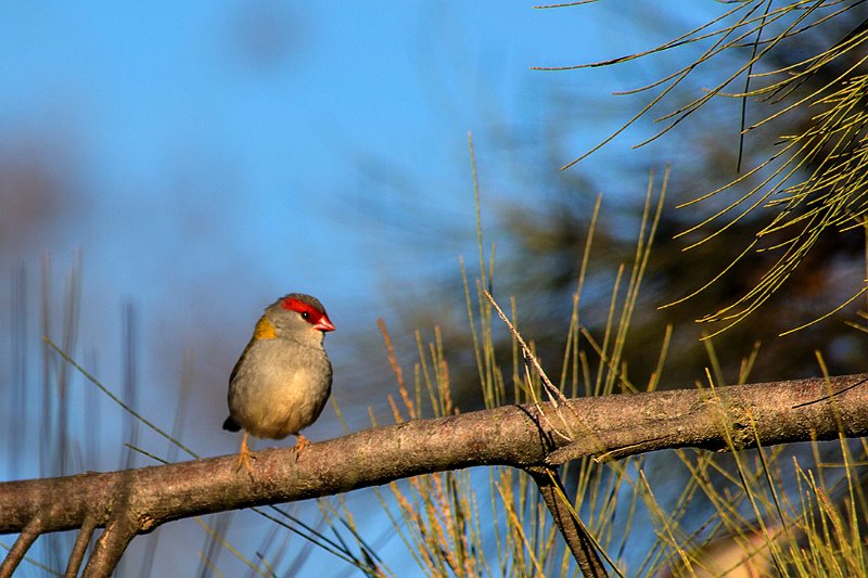 red beak.jpg